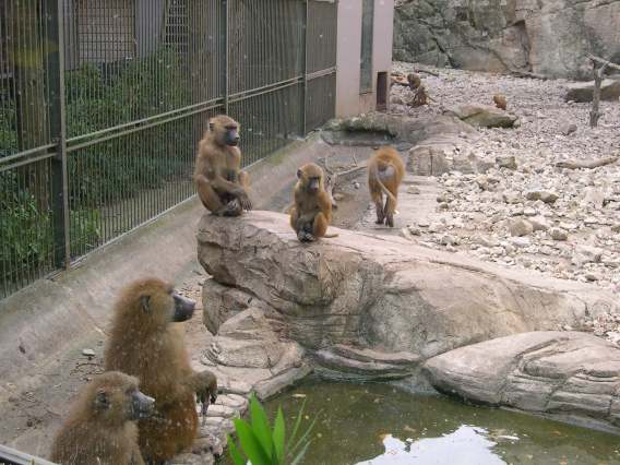  Babouins calmes (zoo de la citadelle)